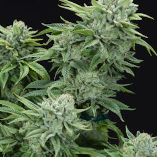 Elev8 Seeds - Gorilla Glue