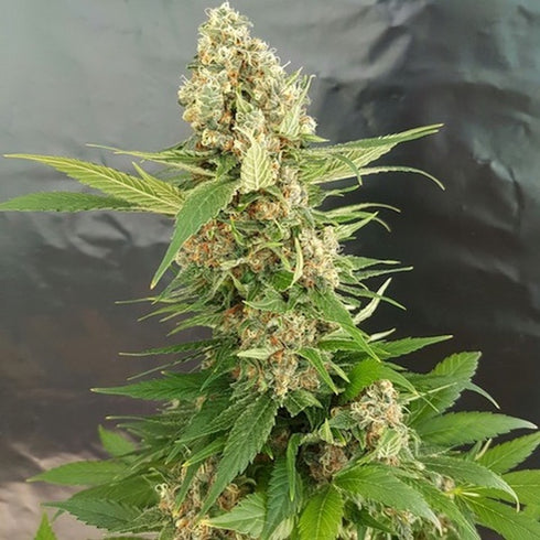 Expert Seeds - Gorilla Ice Cream