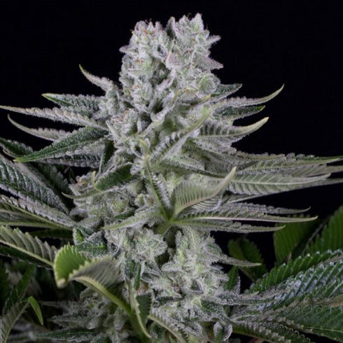 Dinafem Seeds - Gorilla CBD