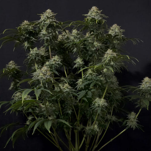 FastBuds Seeds - Gorilla Cookies FF (Fast Flowering)