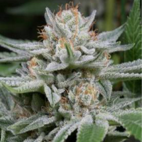 Dinafem Seeds - Gorilla