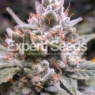 Expert Seeds - Gorilla Glue #4 SFV OG