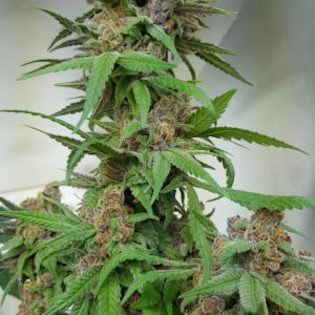 Elev8 Seeds - Grape Slushie