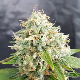 Lineage Genetics - Grapefruit
