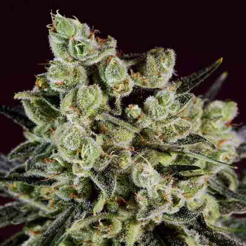 Super CBDx - Grapefruit x SCBDX