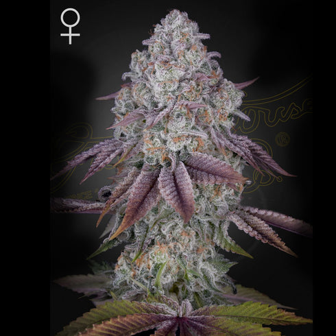 Greenhouse Seed Co. - Persian Pie