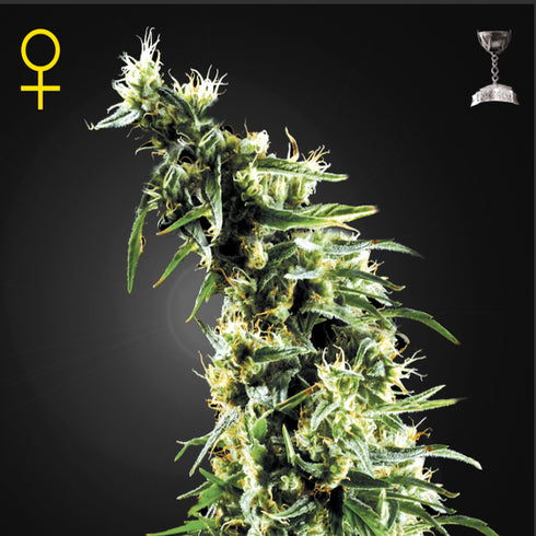 Greenhouse Seed Co. - Hawaiian Snow