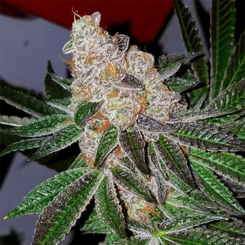 Archive Seeds - Heat Wave