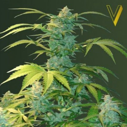 Victory Seeds - Heaven Auto