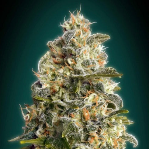 Advanced Seeds - Heavy Bud