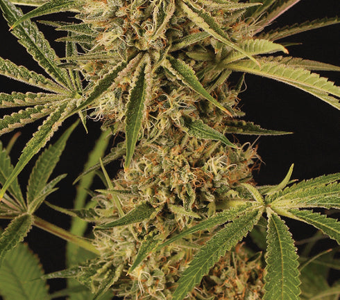 Exotic Seeds - Herz OG