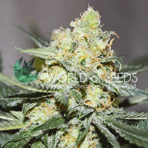 World of Seeds - High Tension