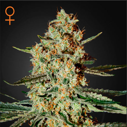 Greenhouse Seed Co. - Himalayan Gold