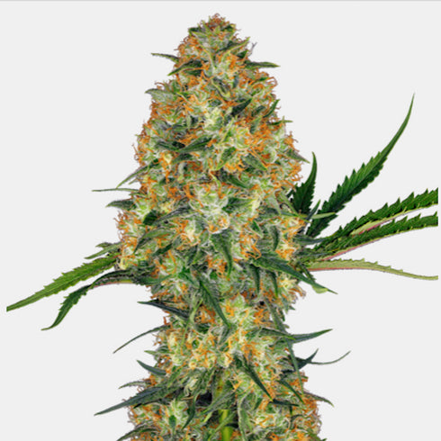 Sensi Seeds - Hindu Kush