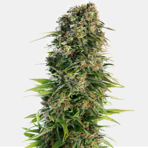 Sensi Seeds - Hindu Kush Auto