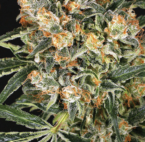 Exotic Seeds - Hippie Therapy CBD