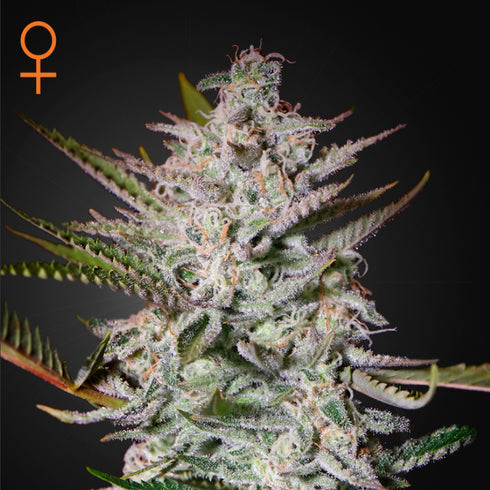 Greenhouse Seed Co. - Holy Punch