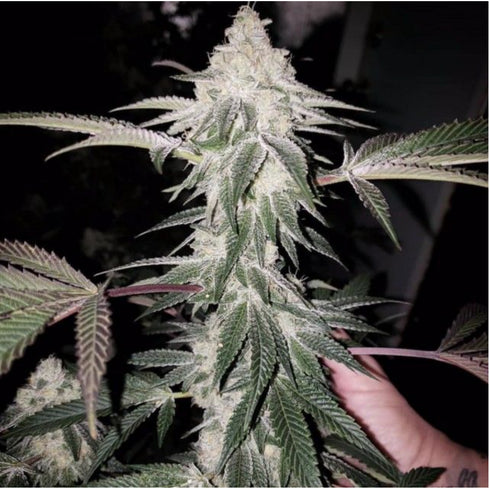 Prolific Coast Seeds - Honey Trees