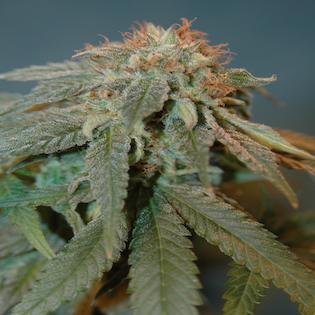 House of the Great Gardener - Haoma