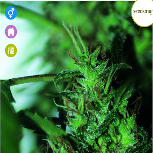 Seedsman - Hash Passion