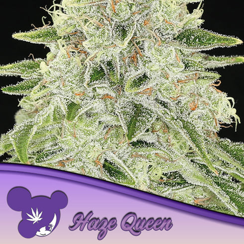 Anesia Seeds - Haze Queen