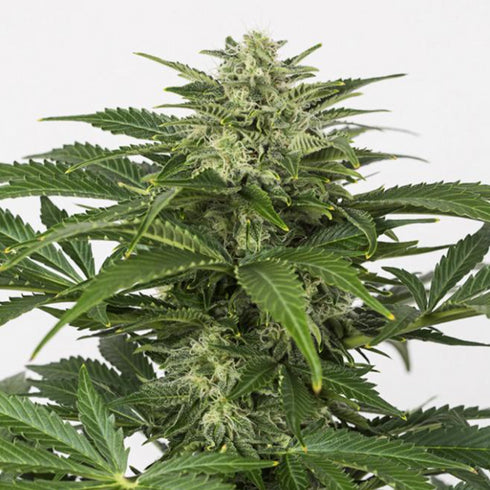 Dinafem Seeds - Haze CBD Auto