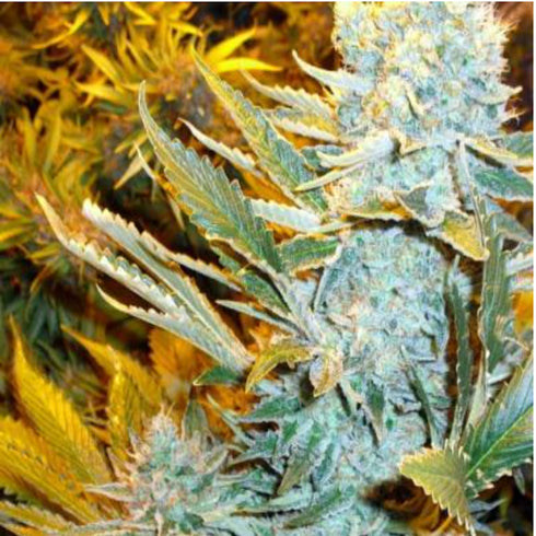 Phoenix Seeds - Haze Express Auto