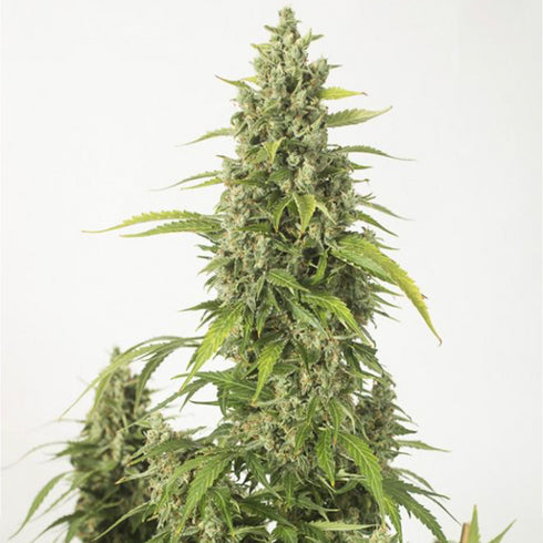 Dinafem Seeds - Haze XXL Auto