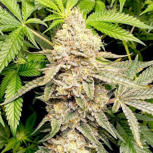 Elev8 Seeds - Head Cake