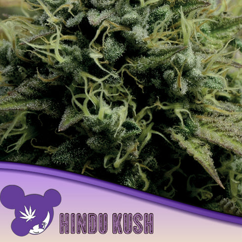 Anesia Seeds - Landrace Collection - Hindu Kush