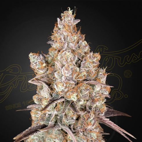 Greenhouse Seed Co. - Holy Snow