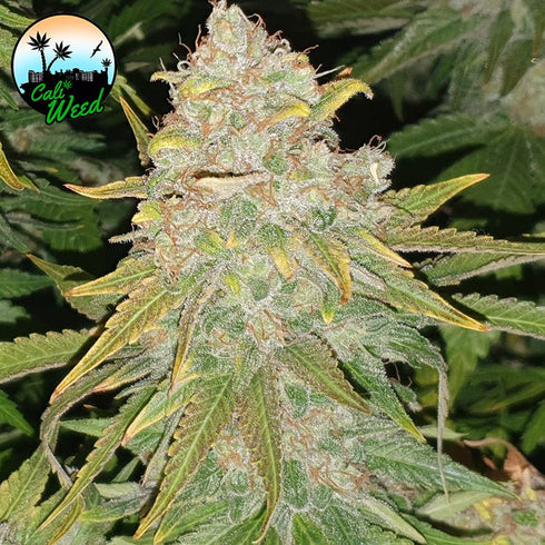 Cali Weed - Hulk Smash