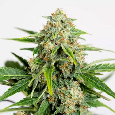 Humboldt Seed Organization - Amnesia Pure CBD Auto