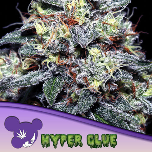 Anesia Seeds - Hyper Glue