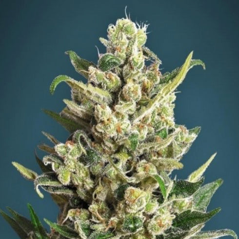 Advanced Seeds - Ice Kush