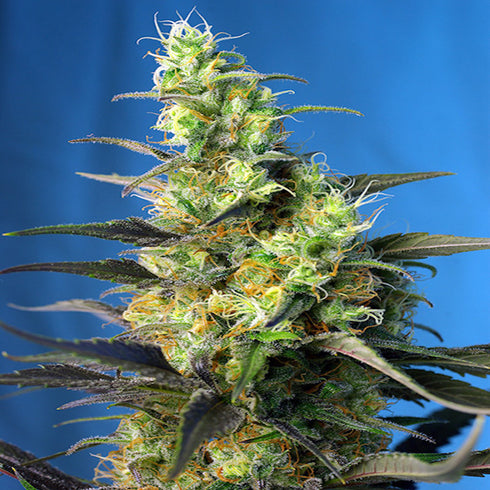 Sweet Seeds - Ice Cool CBD