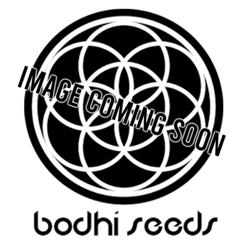 Bodhi Seeds - Soul Mate