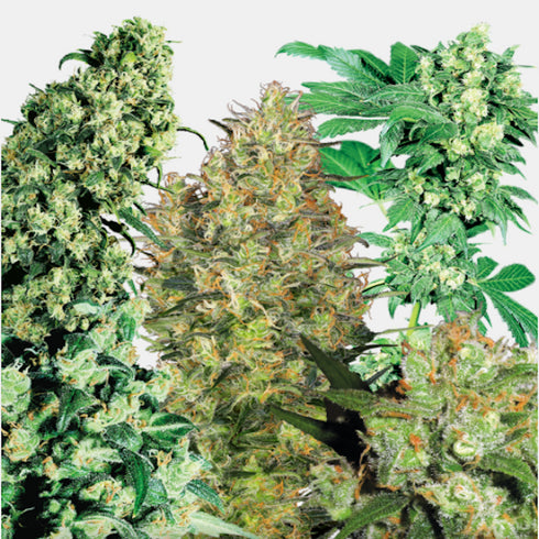 Sensi Seeds - Indoor Mix