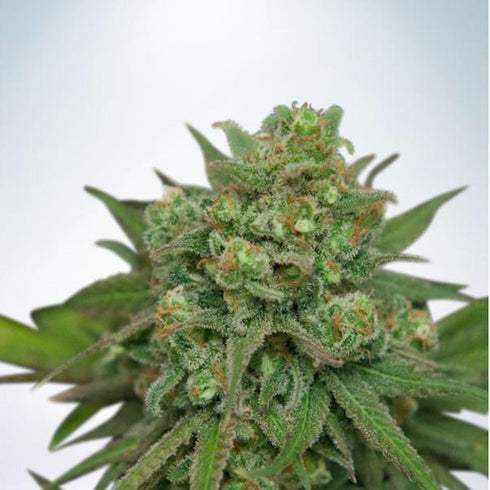 Ministry of Cannabis - Instakush