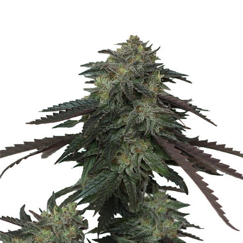 Devils Harvest Original Seeds - Ice Cream OG