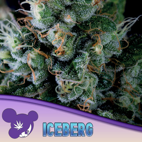 Anesia Seeds - Iceberg