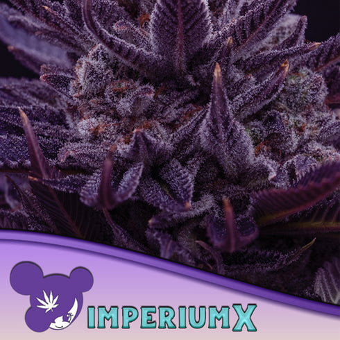Anesia Seeds - Imperium X