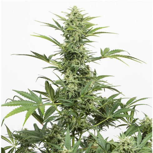 Dinafem Seeds - Industrial Plant CBD Auto