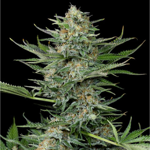 Dinafem Seeds - Industrial Plant