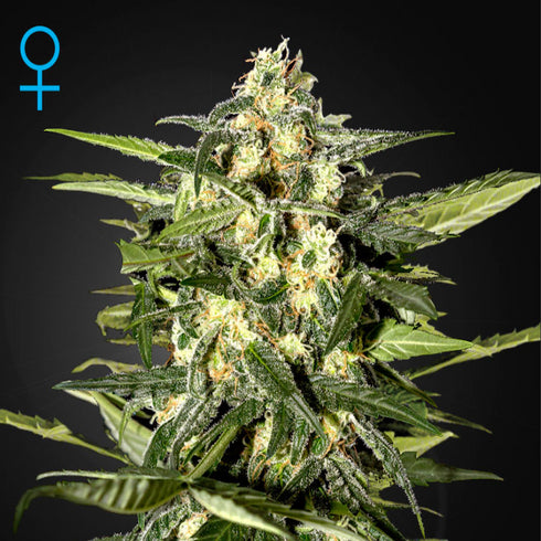 Greenhouse Seed Co. - Jack Herer Auto