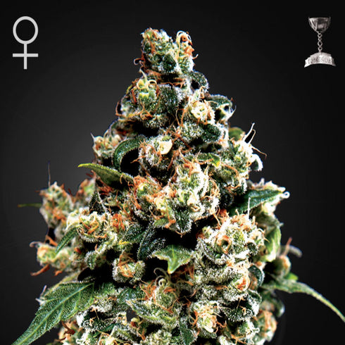Greenhouse Seed Co. - Jack Herer