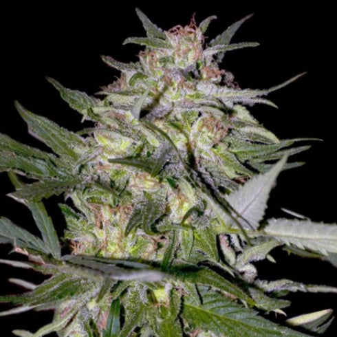 Advanced Seeds - Jack Plant
