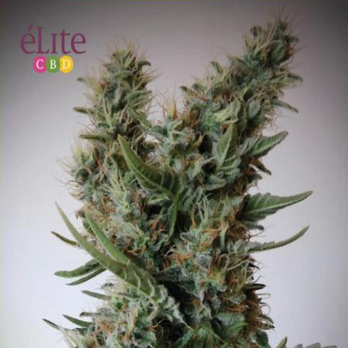 Elite Seeds - Jack Ultra CBD