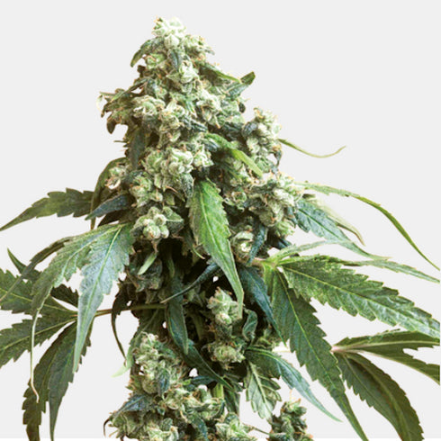 Sensi Seeds - Jack Flash