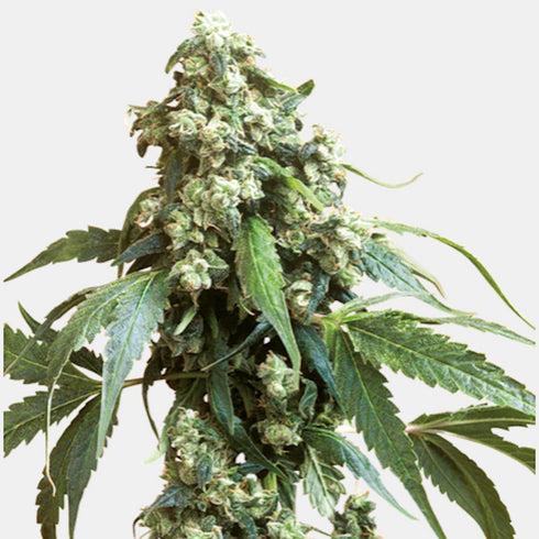 Sensi Seeds - Jack Flash #5